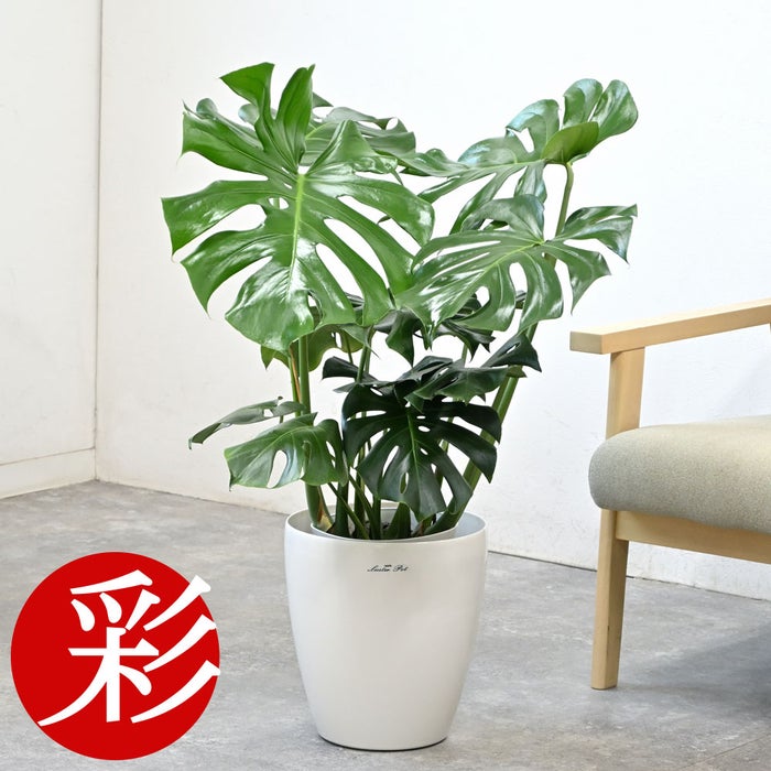 観葉植物 通販 モンステラ 7号鉢 (レギュラーサイズ)  ラスター白鉢カバー付 観葉植物 本物