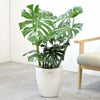 観葉植物 通販 モンステラ 7号鉢 (レギュラーサイズ)  ラスター白鉢カバー付 観葉植物 本物