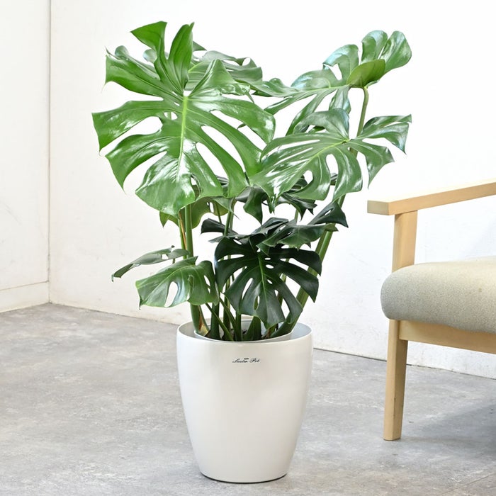 観葉植物 通販 モンステラ 7号鉢 (レギュラーサイズ)  ラスター白鉢カバー付 観葉植物 本物