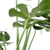 観葉植物 通販 モンステラ 7号鉢 (レギュラーサイズ)  ラスター白鉢カバー付 観葉植物 本物
