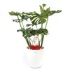 観葉植物 通販 モンステラ 7号鉢 (レギュラーサイズ)  ラスター白鉢カバー付 観葉植物 本物