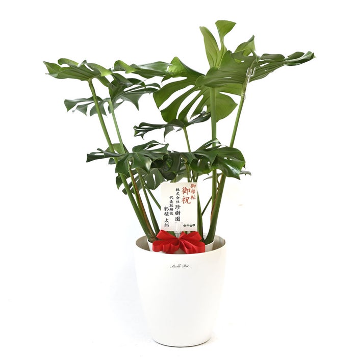 観葉植物 通販 モンステラ 7号鉢 (レギュラーサイズ)  ラスター白鉢カバー付 観葉植物 本物