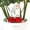 観葉植物 通販 モンステラ 7号鉢 (レギュラーサイズ)  ラスター白鉢カバー付 観葉植物 本物