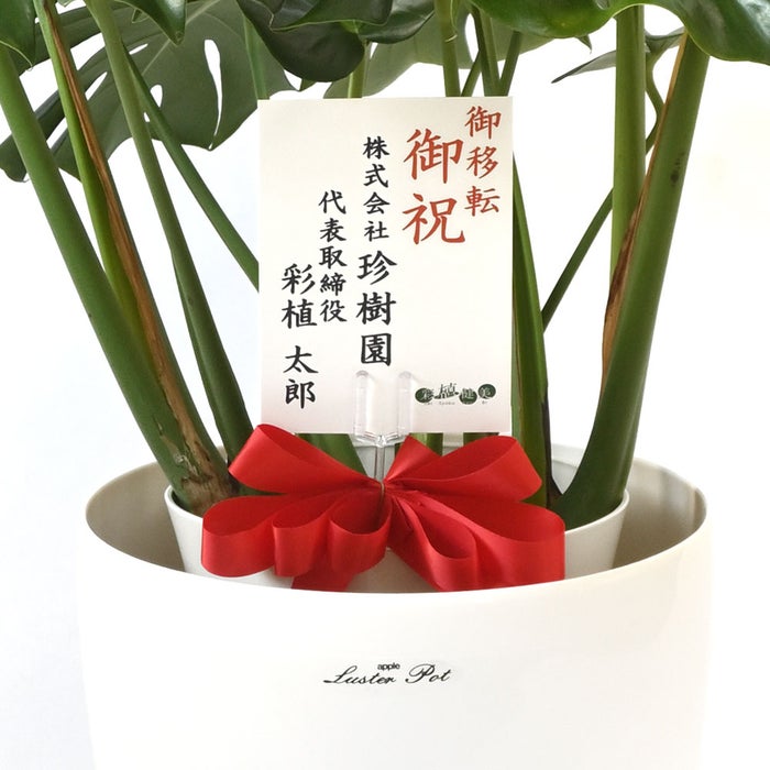 観葉植物 通販 モンステラ 7号鉢 (レギュラーサイズ)  ラスター白鉢カバー付 観葉植物 本物