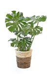観葉植物 通販 モンステラ 7号鉢 (レギュラーサイズ)  ツートーン鉢カバー付 観葉植物 本物