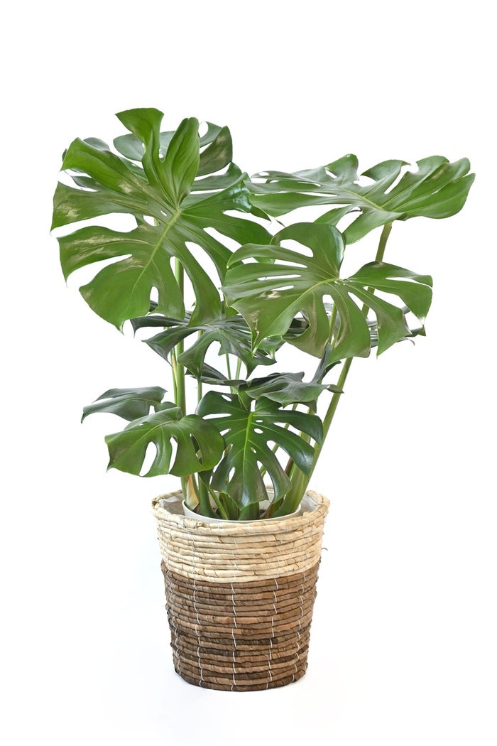 観葉植物 通販 モンステラ 7号鉢 (レギュラーサイズ)  ツートーン鉢カバー付 観葉植物 本物