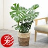 観葉植物 通販 モンステラ 7号鉢 (レギュラーサイズ)  ツートーン鉢カバー付 観葉植物 本物