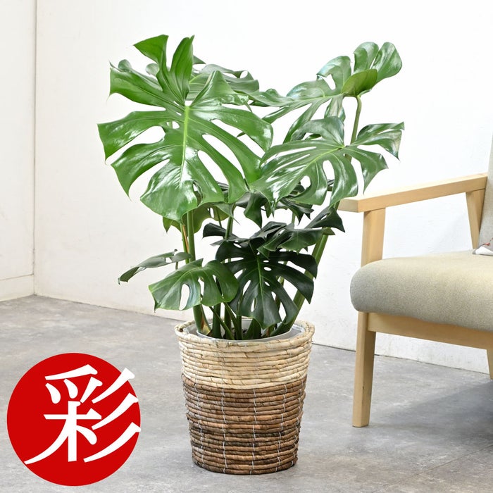 観葉植物 通販 モンステラ 7号鉢 (レギュラーサイズ)  ツートーン鉢カバー付 観葉植物 本物