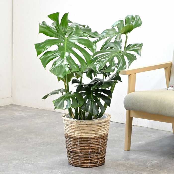 観葉植物 通販 モンステラ 7号鉢 (レギュラーサイズ)  ツートーン鉢カバー付 観葉植物 本物