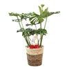 観葉植物 通販 モンステラ 7号鉢 (レギュラーサイズ)  ツートーン鉢カバー付 観葉植物 本物
