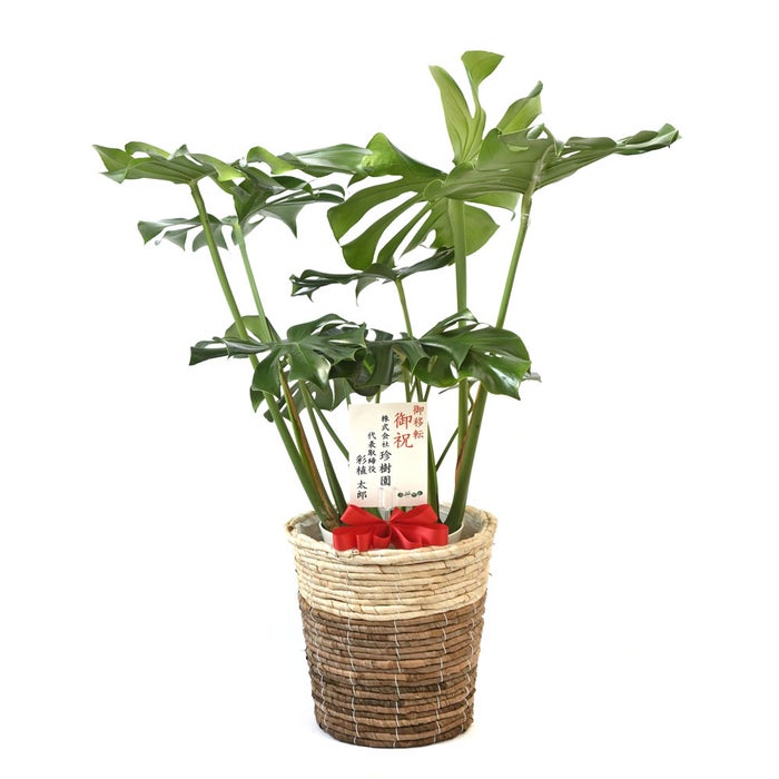 観葉植物 通販 モンステラ 7号鉢 (レギュラーサイズ)  ツートーン鉢カバー付 観葉植物 本物