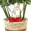観葉植物 通販 モンステラ 7号鉢 (レギュラーサイズ)  ツートーン鉢カバー付 観葉植物 本物