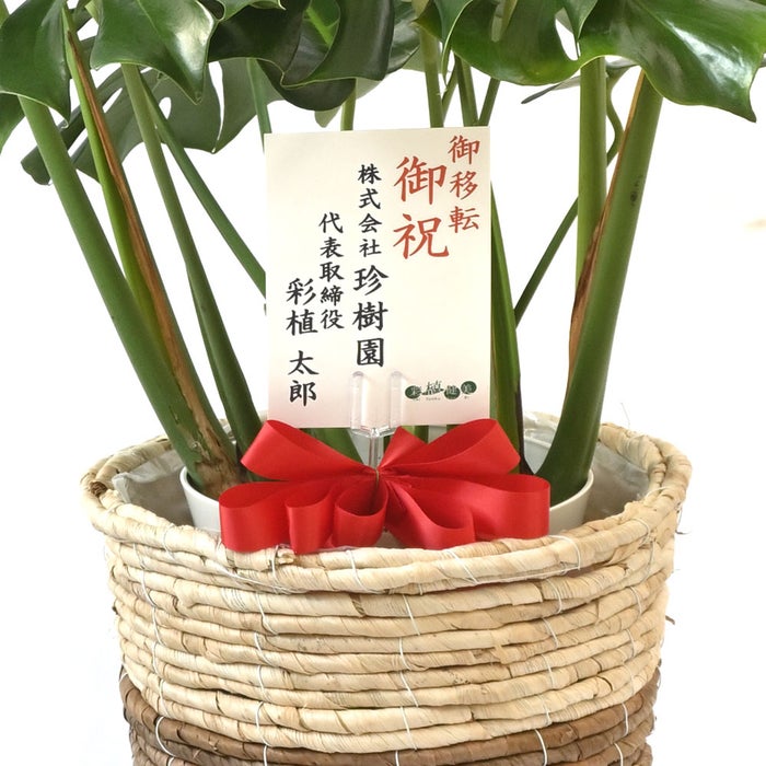 観葉植物 通販 モンステラ 7号鉢 (レギュラーサイズ)  ツートーン鉢カバー付 観葉植物 本物