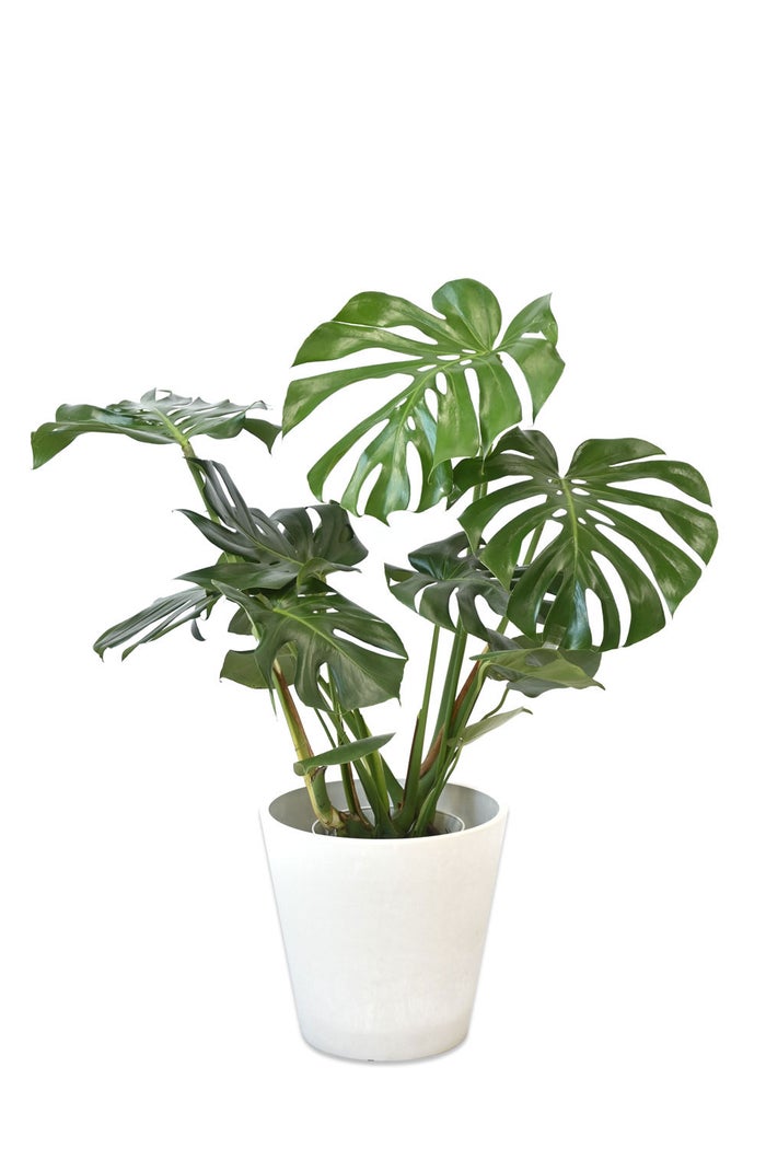 観葉植物 通販 モンステラ 7号鉢 (レギュラーサイズ)  ガルボ鉢カバー付 観葉植物 本物