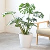 観葉植物 通販 モンステラ 7号鉢 (レギュラーサイズ)  ガルボ鉢カバー付 観葉植物 本物