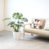 観葉植物 通販 モンステラ 7号鉢 (レギュラーサイズ)  ガルボ鉢カバー付 観葉植物 本物