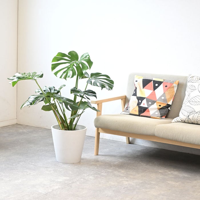観葉植物 通販 モンステラ 7号鉢 (レギュラーサイズ)  ガルボ鉢カバー付 観葉植物 本物