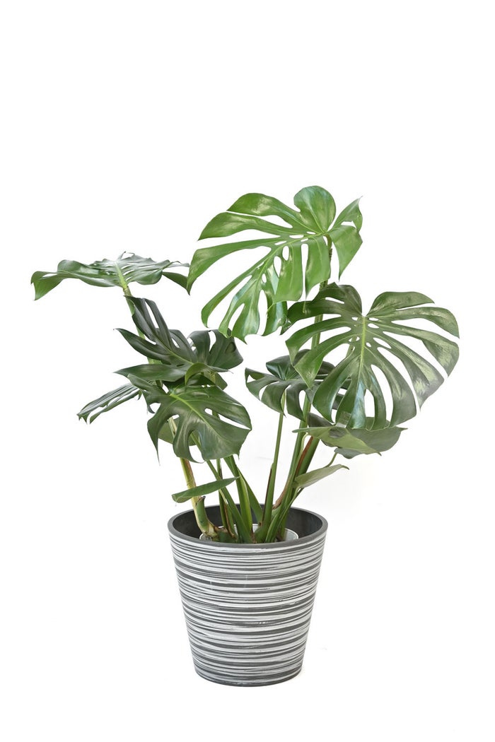 観葉植物 通販 モンステラ 7号鉢 (レギュラーサイズ)  エコフレンドリーポット鉢カバー付 観葉植物 本物