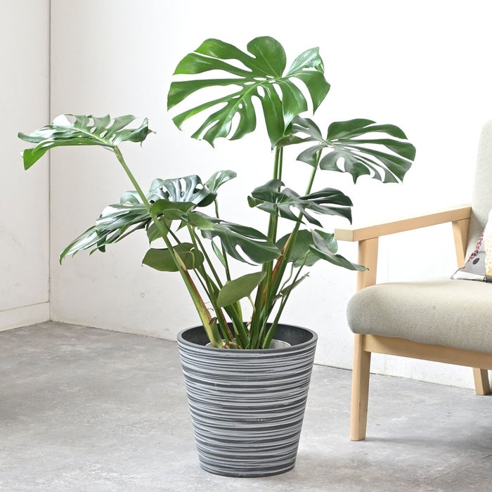 観葉植物 通販 モンステラ 7号鉢 (レギュラーサイズ)  エコフレンドリーポット鉢カバー付 観葉植物 本物