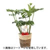 観葉植物 通販 モンステラ 7号鉢 (レギュラーサイズ)  エコフレンドリーポット鉢カバー付 観葉植物 本物