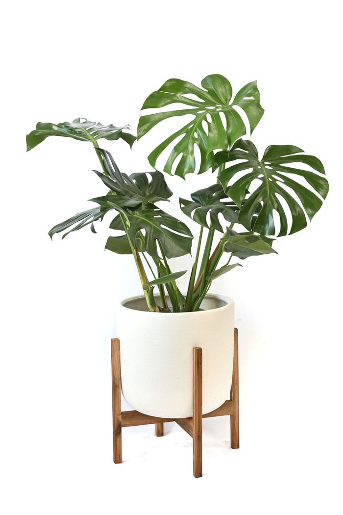 観葉植物 通販 モンステラ 7号鉢 (レギュラーサイズ)  ルーケト鉢カバー付 観葉植物 本物