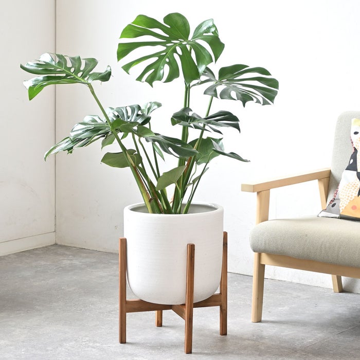 観葉植物 通販 モンステラ 7号鉢 (レギュラーサイズ)  ルーケト鉢カバー付 観葉植物 本物