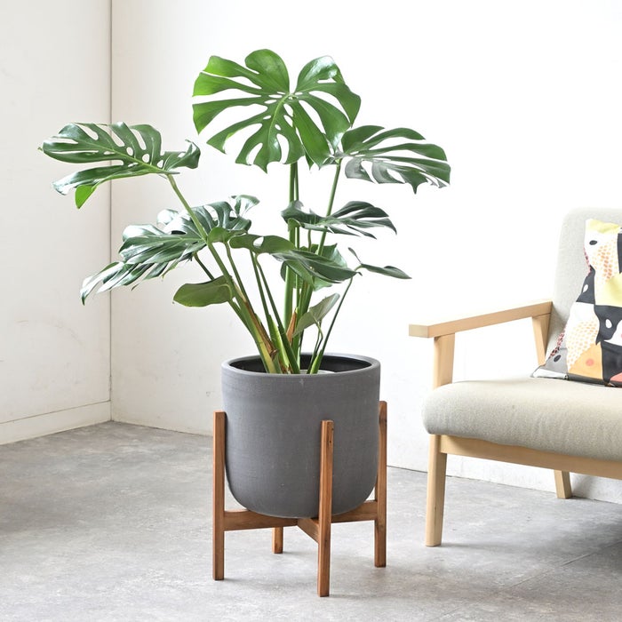 観葉植物 通販 モンステラ 7号鉢 (レギュラーサイズ)  ルーケト鉢カバー付 観葉植物 本物