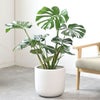 観葉植物 通販 モンステラ 7号鉢 (レギュラーサイズ)  ルーケト鉢カバー付 観葉植物 本物