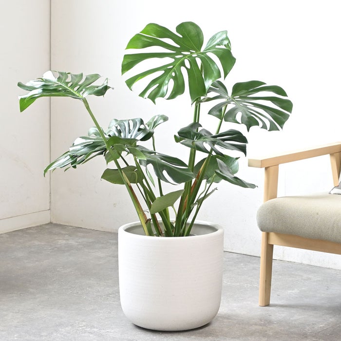 観葉植物 通販 モンステラ 7号鉢 (レギュラーサイズ)  ルーケト鉢カバー付 観葉植物 本物
