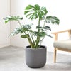 観葉植物 通販 モンステラ 7号鉢 (レギュラーサイズ)  ルーケト鉢カバー付 観葉植物 本物