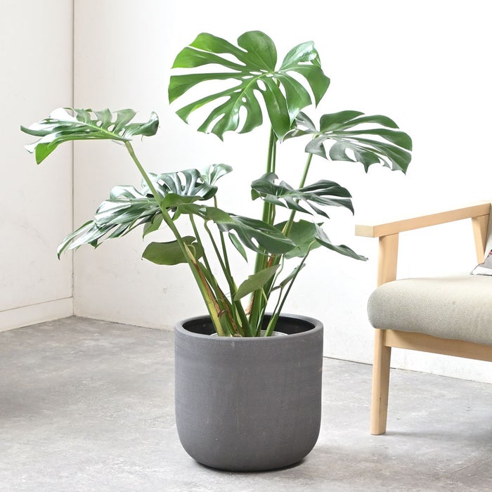 観葉植物 通販 モンステラ 7号鉢 (レギュラーサイズ)  ルーケト鉢カバー付 観葉植物 本物