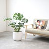 観葉植物 通販 モンステラ 7号鉢 (レギュラーサイズ)  ルーケト鉢カバー付 観葉植物 本物
