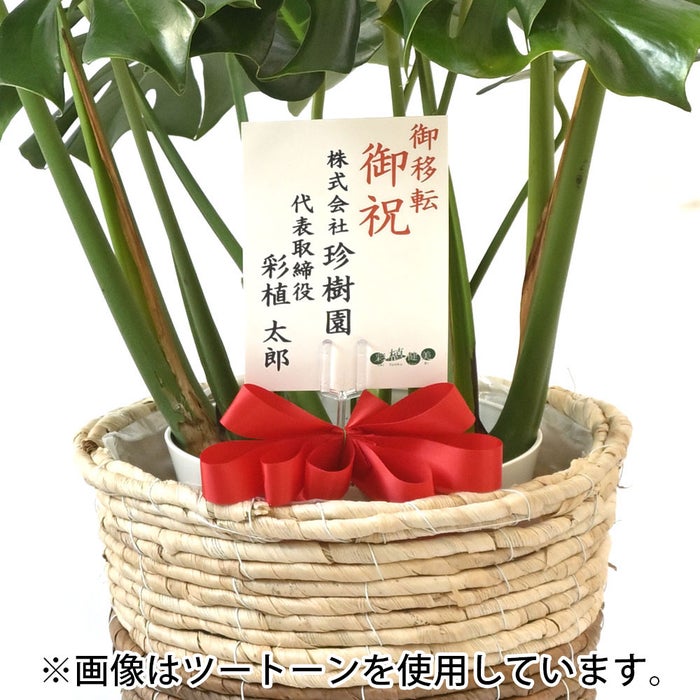 観葉植物 通販 モンステラ 7号鉢 (レギュラーサイズ)  ルーケト鉢カバー付 観葉植物 本物