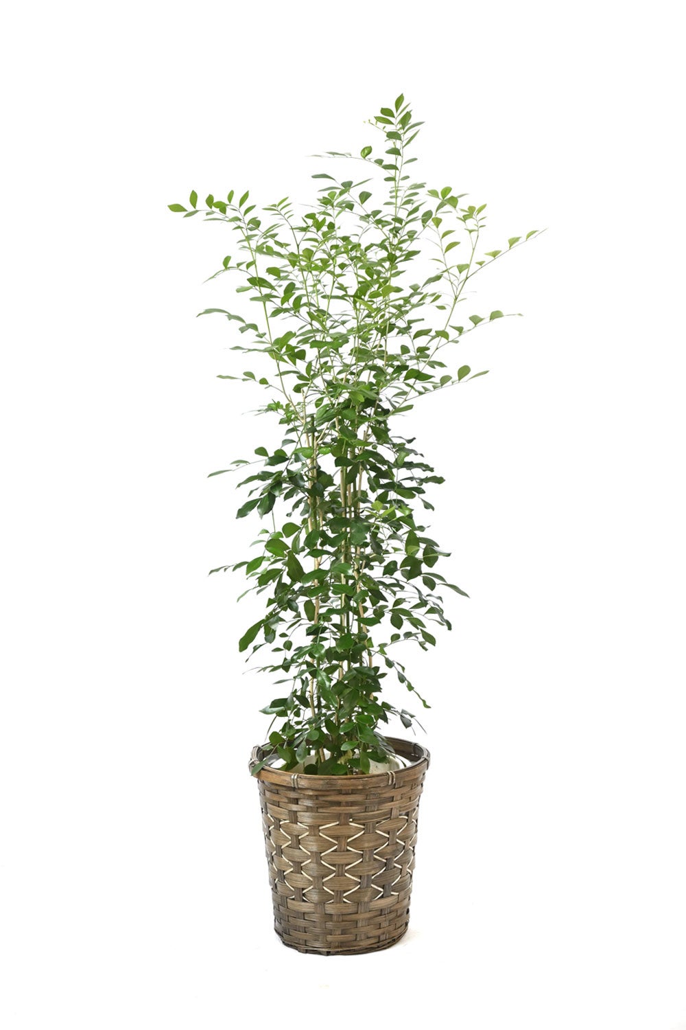 観葉植物 通販 シルクジャスミン ゲッキツ 7号鉢 キャラメルブラウン鉢カバー付 観葉植物 本物