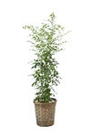 観葉植物 通販 シルクジャスミン ゲッキツ 7号鉢 キャラメルブラウン鉢カバー付 観葉植物 本物