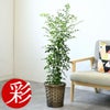 観葉植物 通販 シルクジャスミン ゲッキツ 7号鉢 キャラメルブラウン鉢カバー付 観葉植物 本物