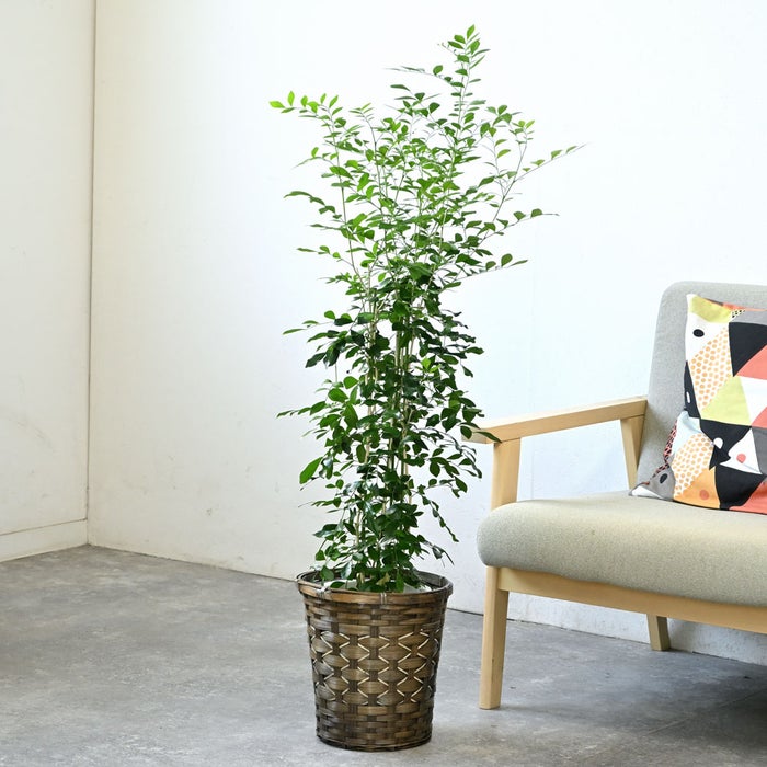 観葉植物 通販 シルクジャスミン ゲッキツ 7号鉢 キャラメルブラウン鉢カバー付 観葉植物 本物