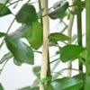 観葉植物 通販 シルクジャスミン ゲッキツ 7号鉢 キャラメルブラウン鉢カバー付 観葉植物 本物