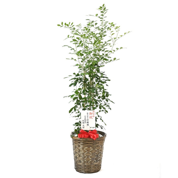 観葉植物 通販 シルクジャスミン ゲッキツ 7号鉢 キャラメルブラウン鉢カバー付 観葉植物 本物