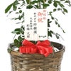 観葉植物 通販 シルクジャスミン ゲッキツ 7号鉢 キャラメルブラウン鉢カバー付 観葉植物 本物