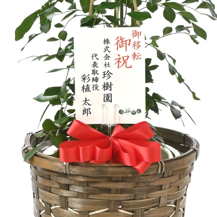 観葉植物 通販 シルクジャスミン ゲッキツ 7号鉢 キャラメルブラウン鉢カバー付 観葉植物 本物
