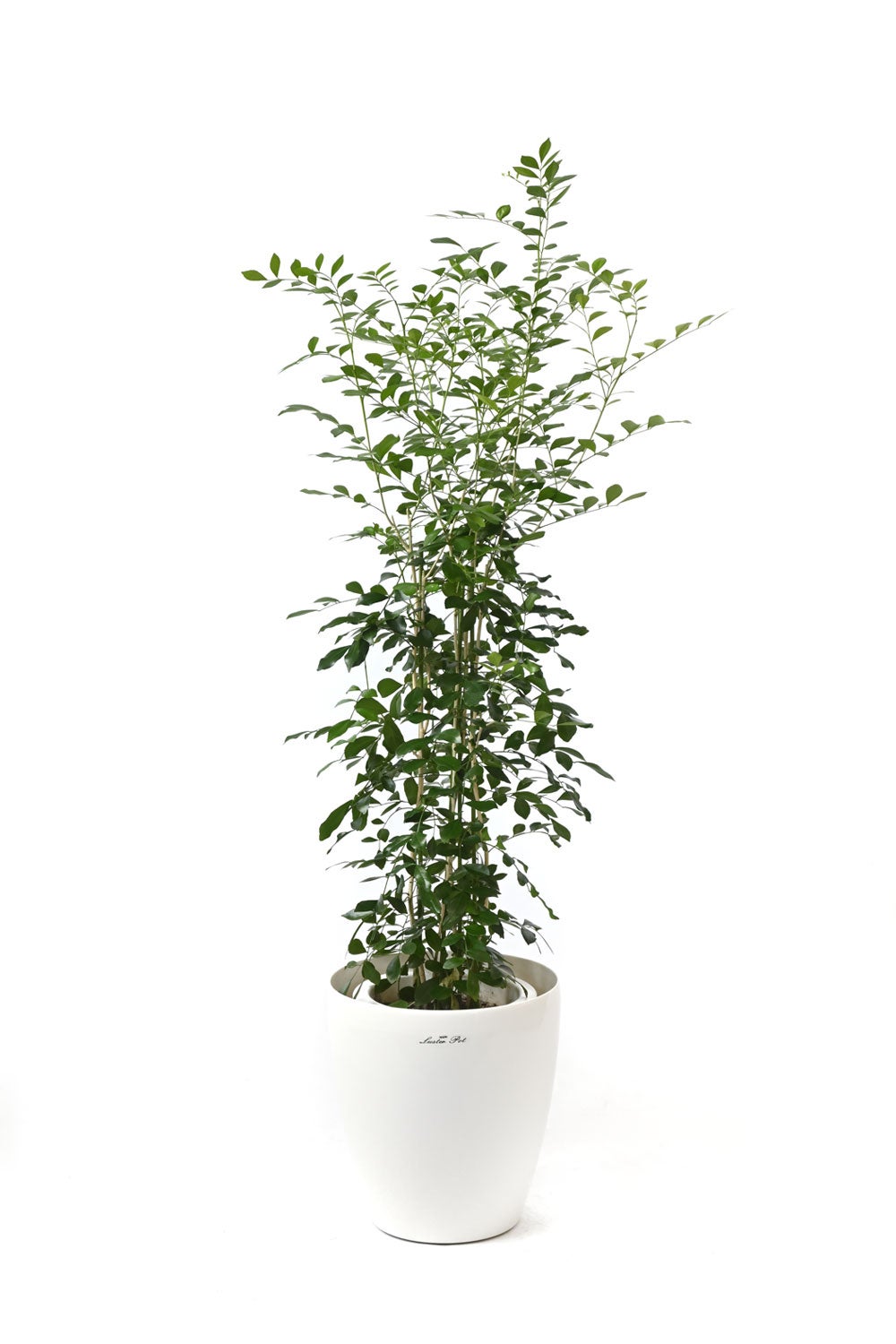 観葉植物 通販 シルクジャスミン ゲッキツ 7号鉢 ラスター白鉢カバー付 観葉植物 本物