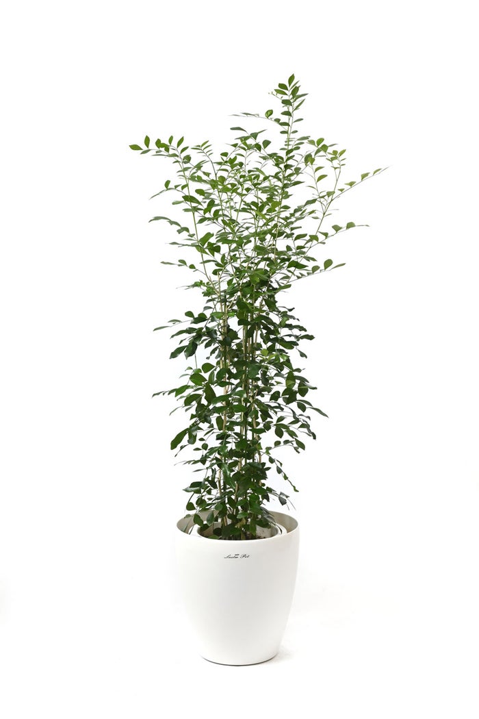観葉植物 通販 シルクジャスミン ゲッキツ 7号鉢 ラスター白鉢カバー付 観葉植物 本物