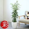 観葉植物 通販 シルクジャスミン ゲッキツ 7号鉢 ラスター白鉢カバー付 観葉植物 本物