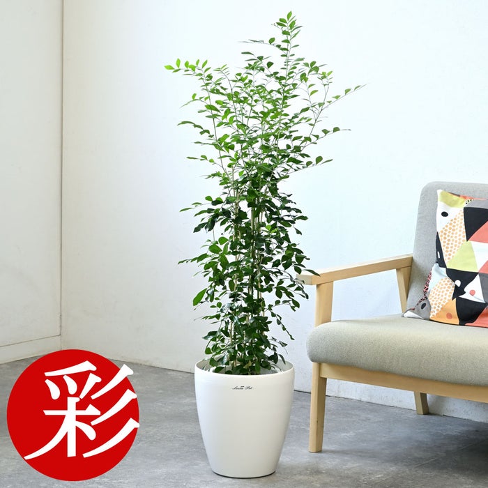 観葉植物 通販 シルクジャスミン ゲッキツ 7号鉢 ラスター白鉢カバー付 観葉植物 本物