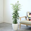 観葉植物 通販 シルクジャスミン ゲッキツ 7号鉢 ラスター白鉢カバー付 観葉植物 本物