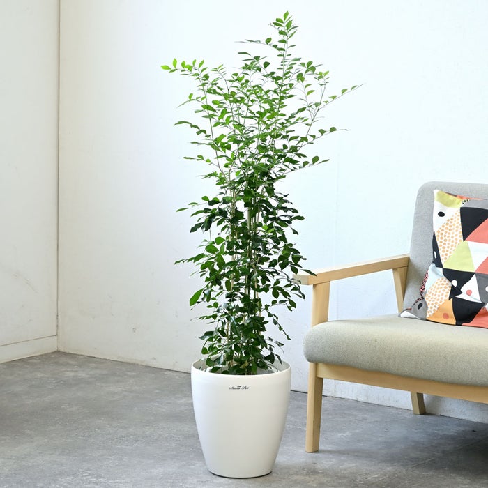 観葉植物 通販 シルクジャスミン ゲッキツ 7号鉢 ラスター白鉢カバー付 観葉植物 本物