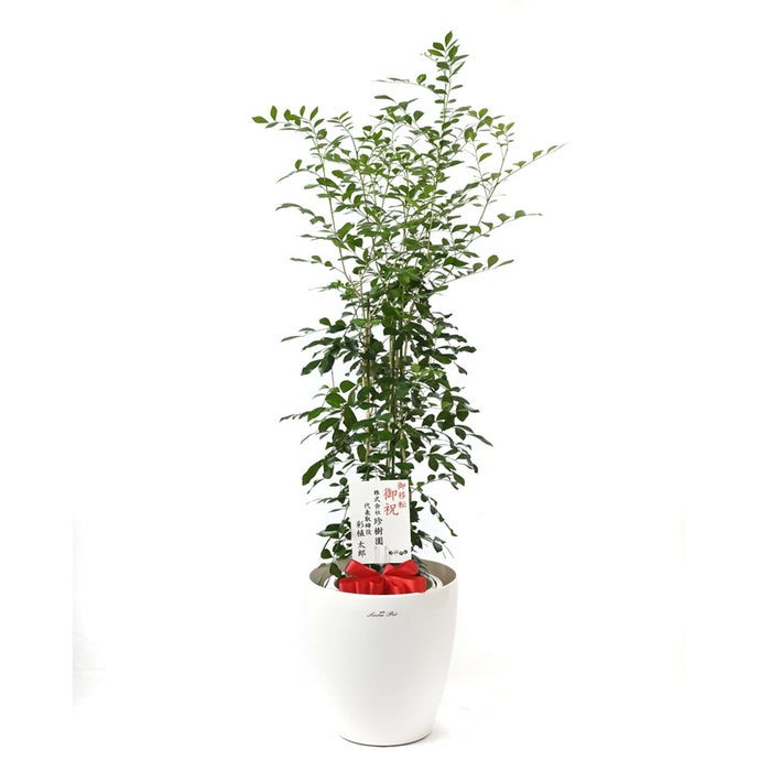 観葉植物 通販 シルクジャスミン ゲッキツ 7号鉢 ラスター白鉢カバー付 観葉植物 本物