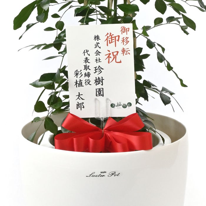 観葉植物 通販 シルクジャスミン ゲッキツ 7号鉢 ラスター白鉢カバー付 観葉植物 本物