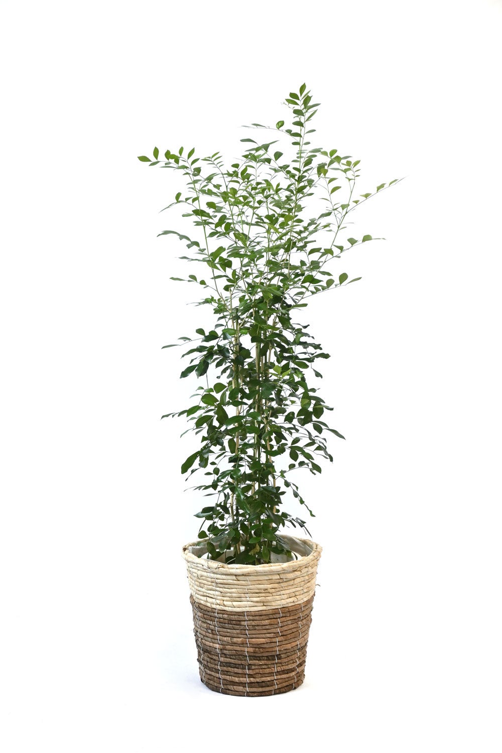 観葉植物 通販 シルクジャスミン ゲッキツ 7号鉢 ツートーン鉢カバー付 観葉植物 本物